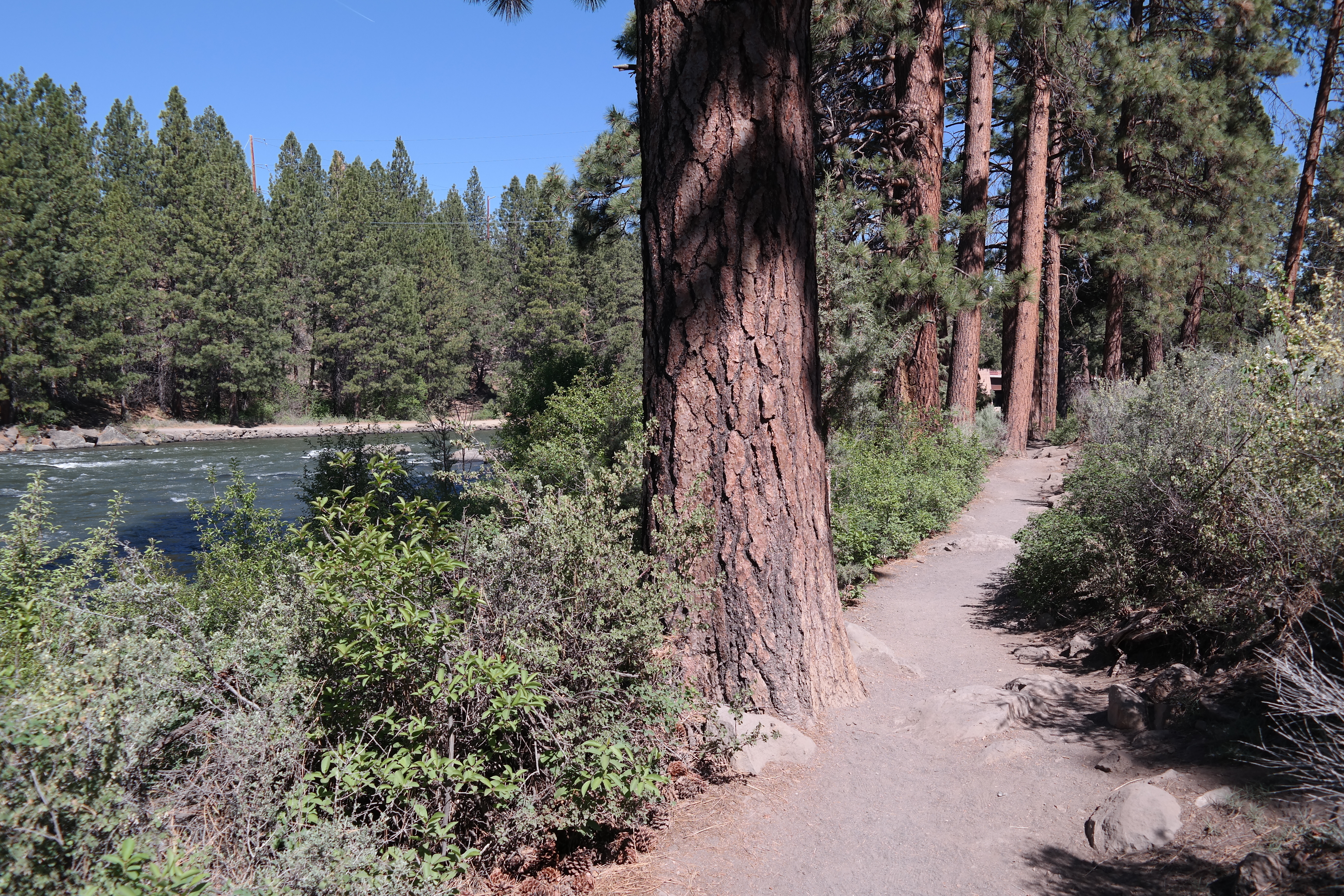 A section of the South Canyon Reach of the DRT viewing the river