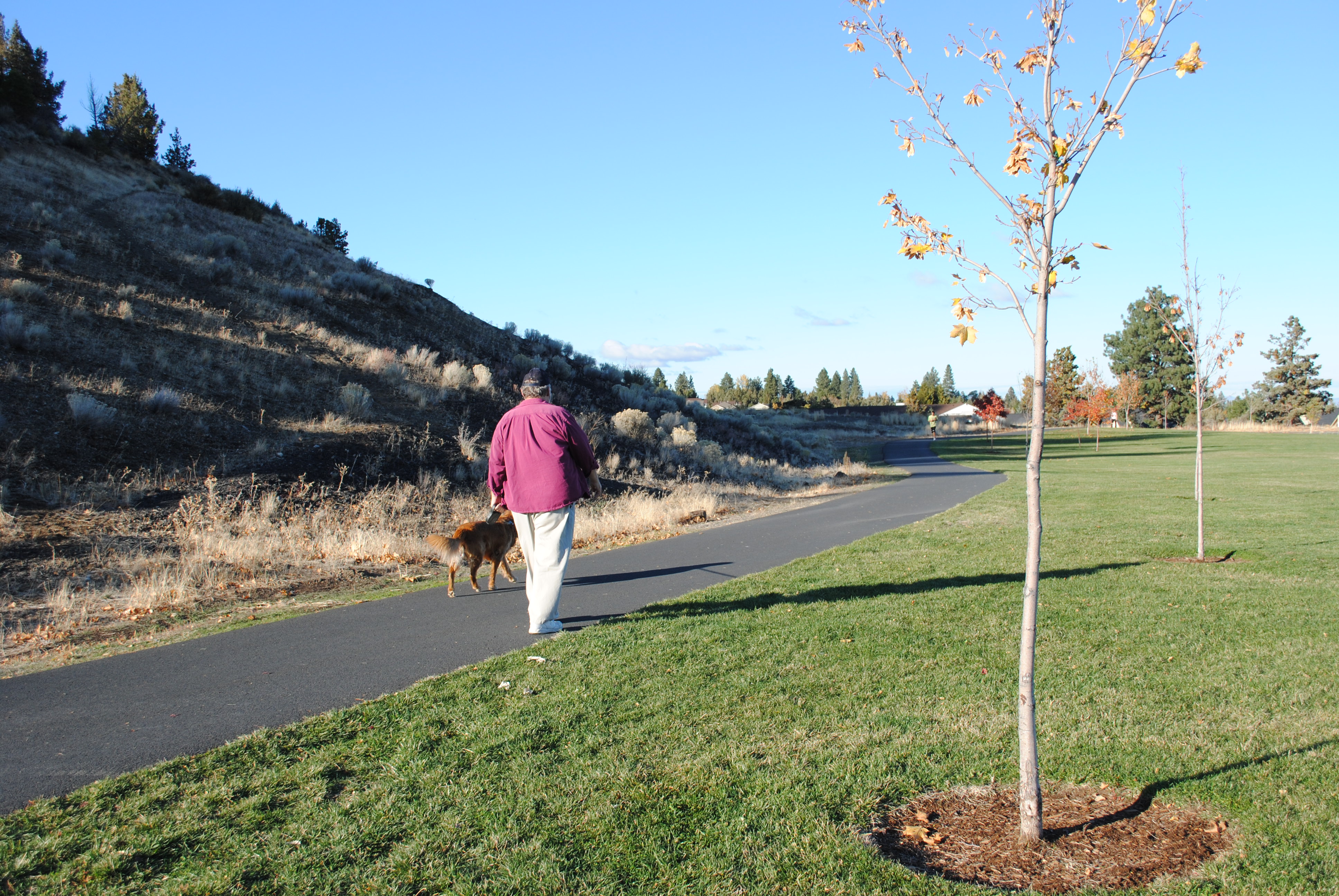 a man walking a dog on the larkspur trail