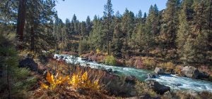 The Deschutes River in Riley Ranch.