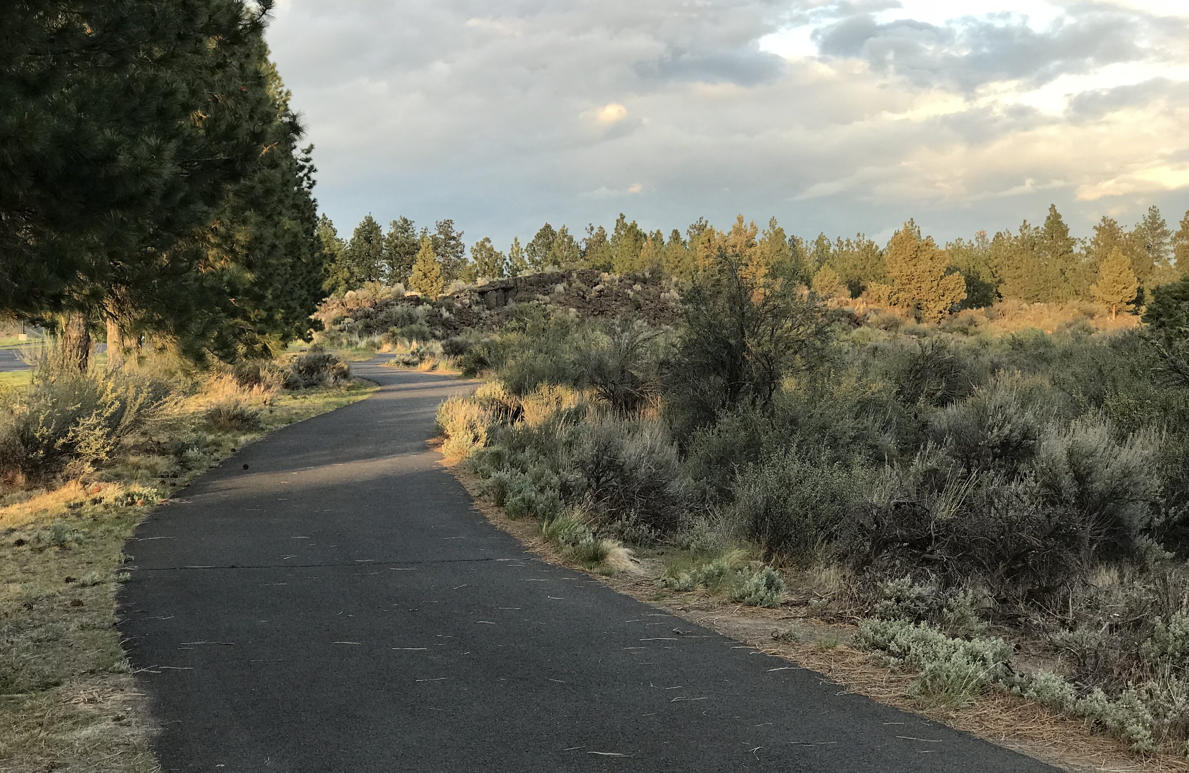 Pathway through natural area at Pine Nursery Park