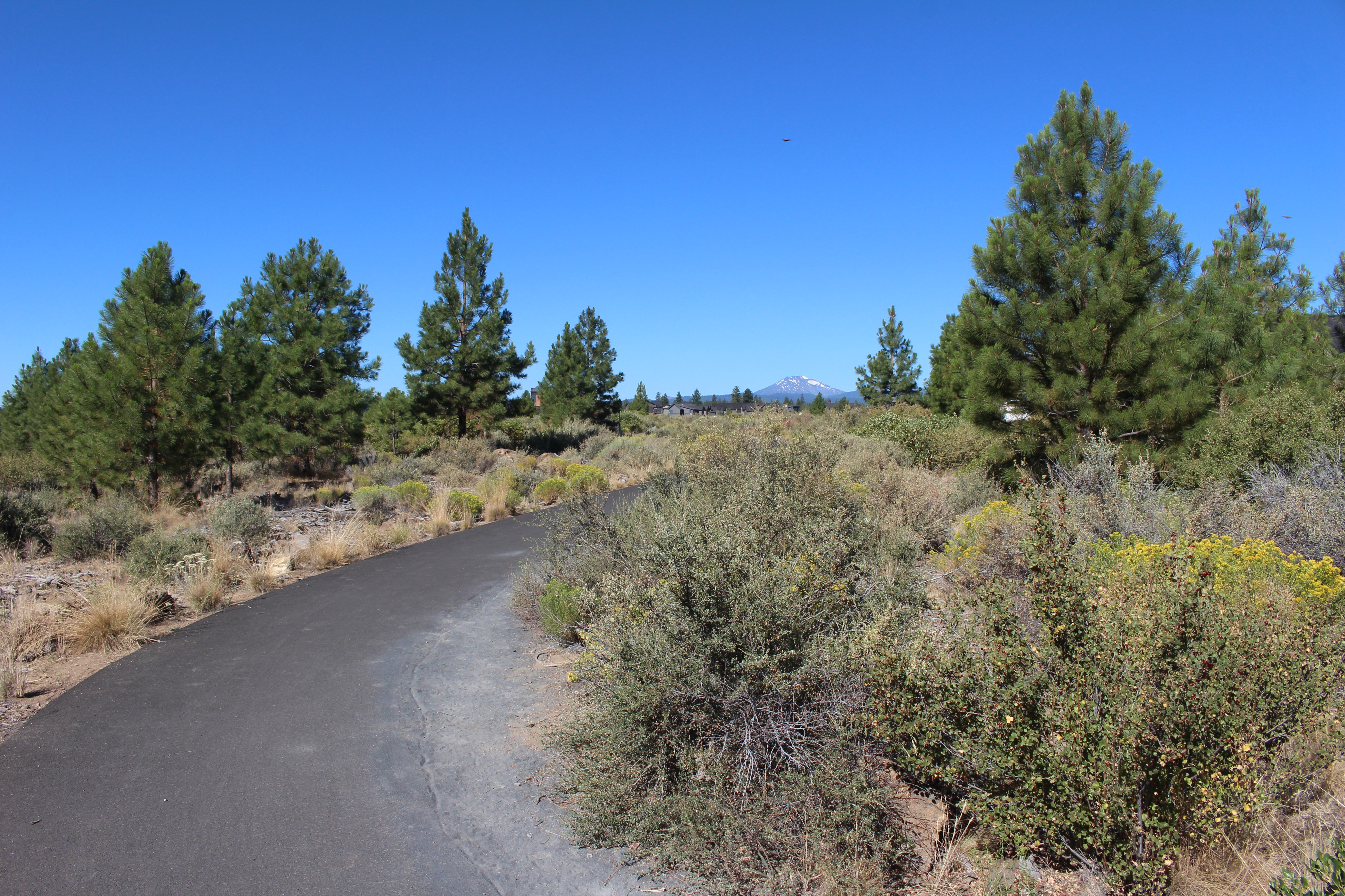 Alpine park trail looking at mountains