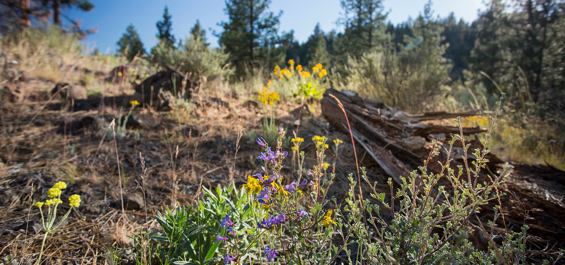 Riley-Ranch-and-Natural-Area