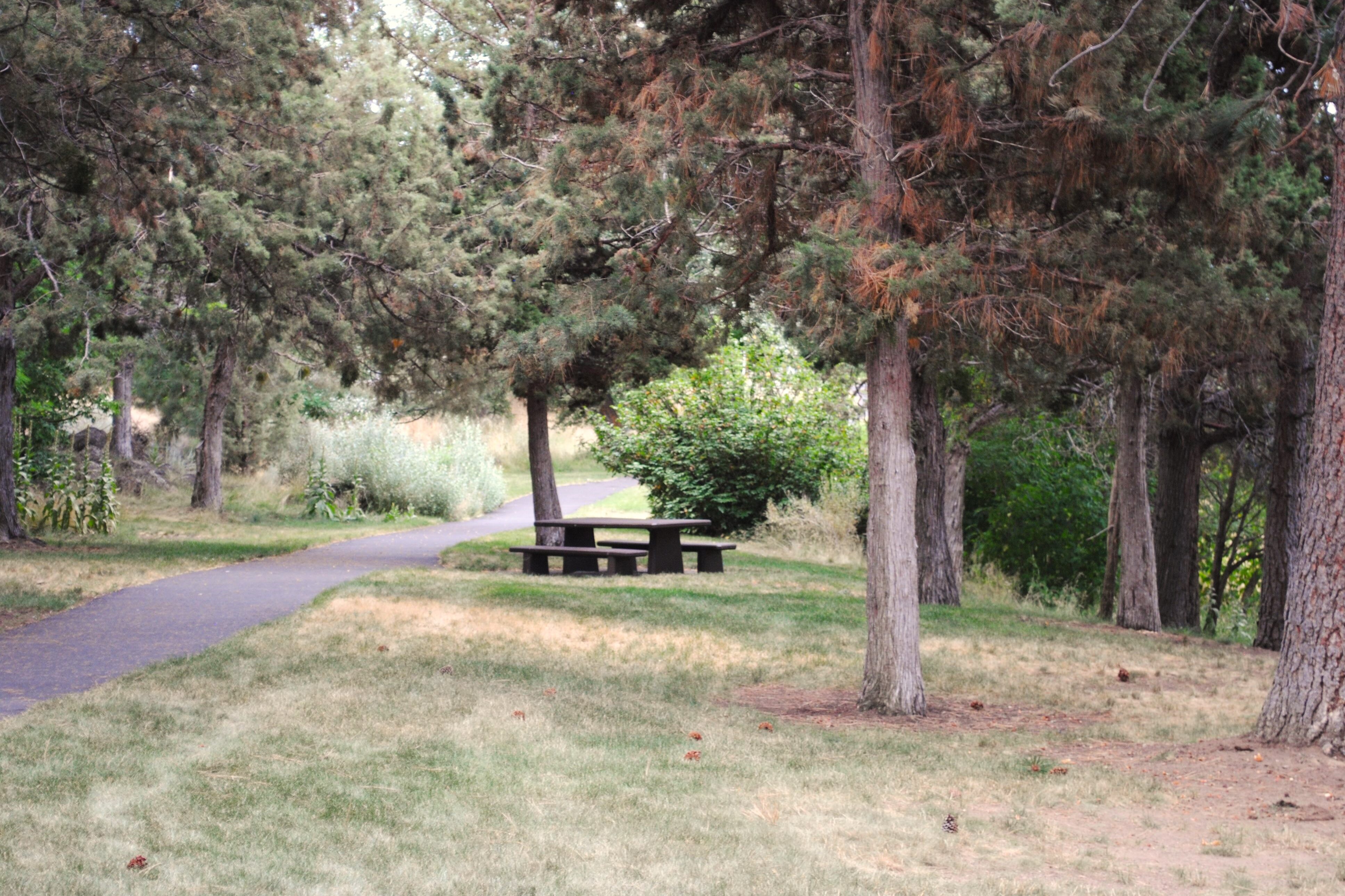 A view of the Sawyer Park trail and picnic table in the grassy area