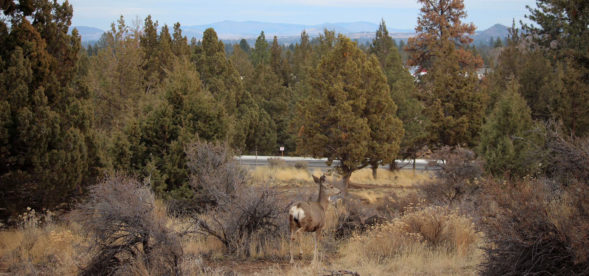 Stone-Creek-Park-Wildlife-and-Newberry-Crater