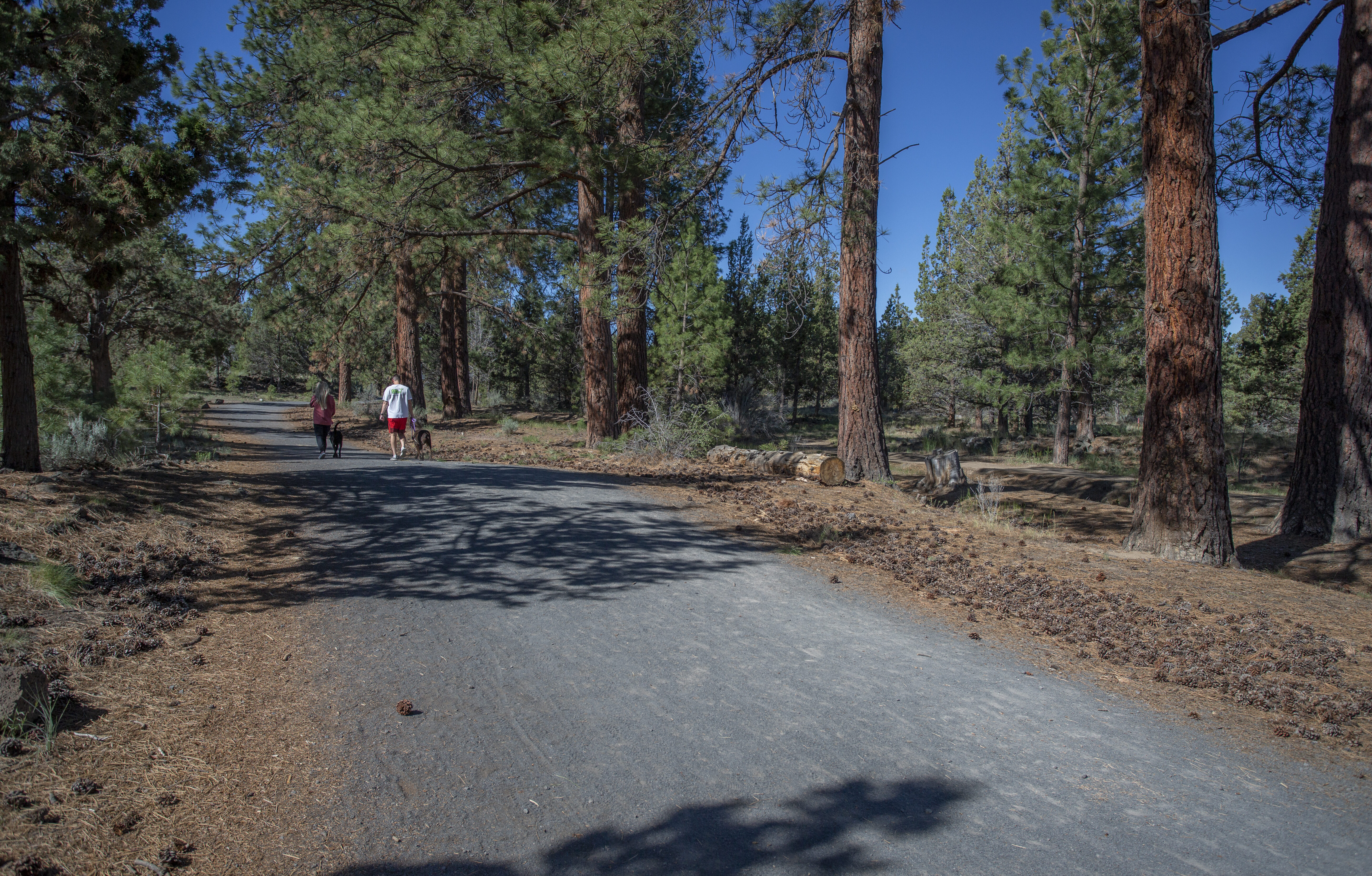 The Larkspur Trail through natural area