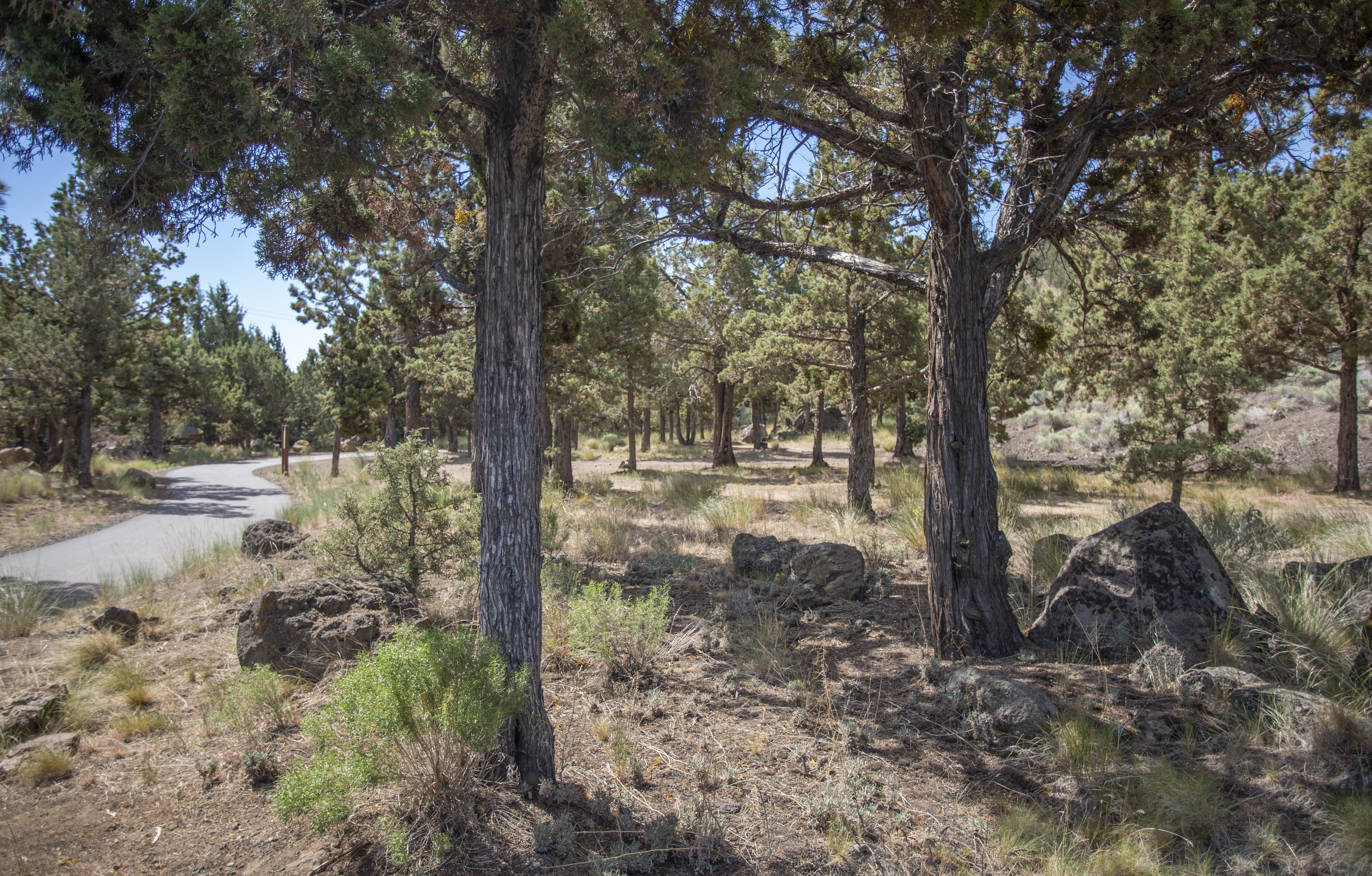 The Larkspur Trail in the natural area at Pilot Butte Park