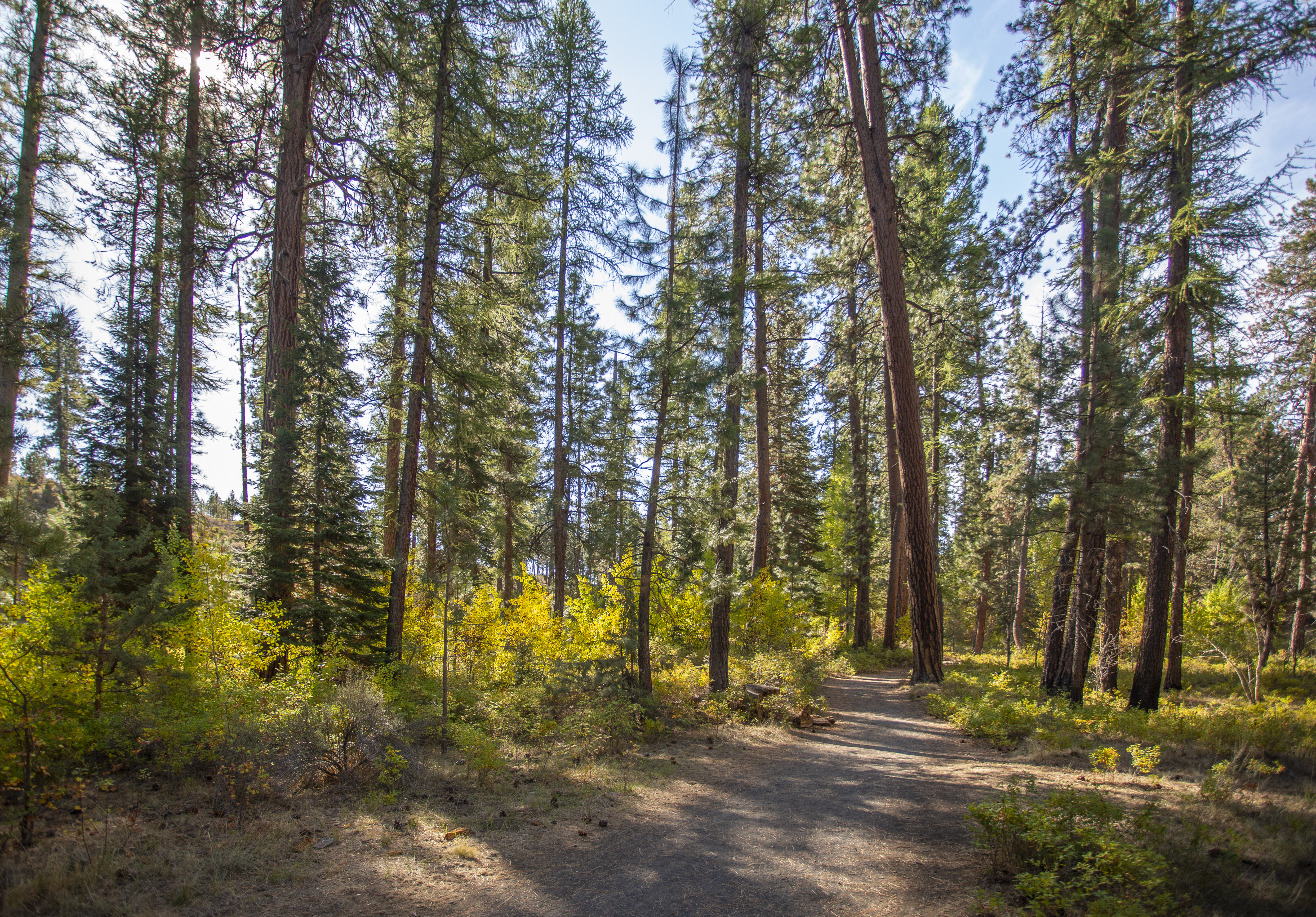 A trail through Shevlin Park through the trees