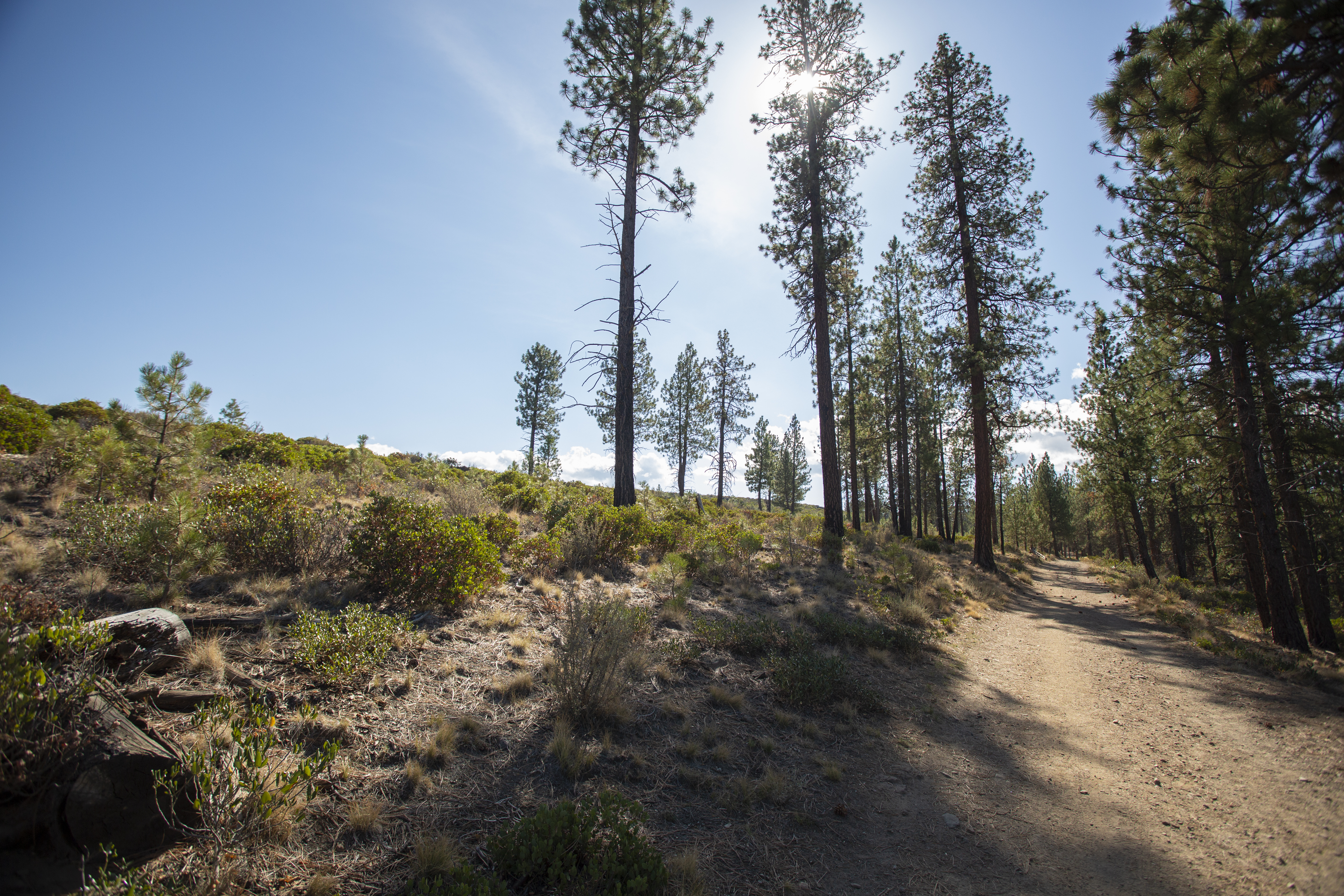 Photo of trail and natural area at Shevlin PArk