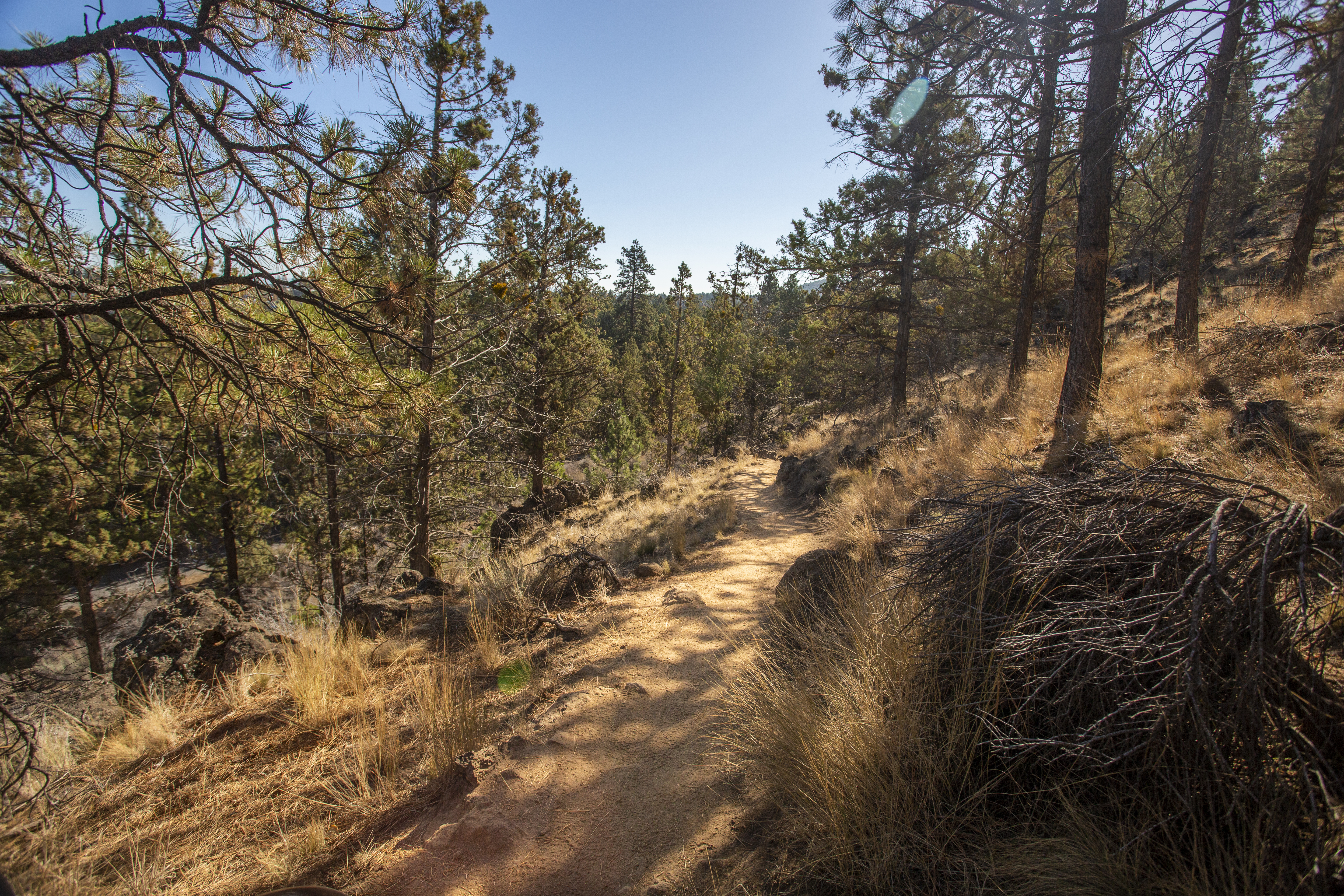 A single track trail in Sawyer Park on the hillside