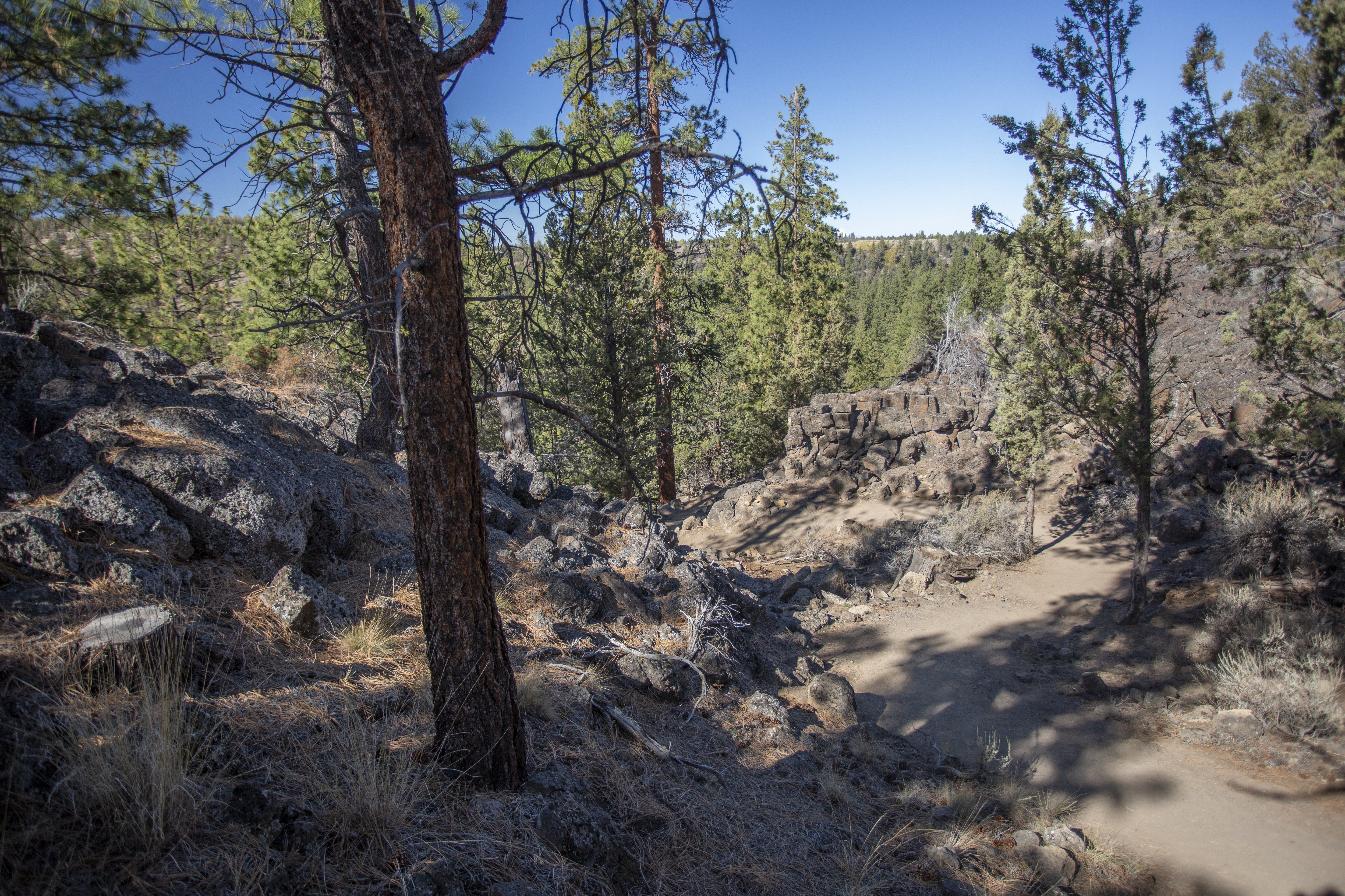 View of the trail and nature in Riley Ranch