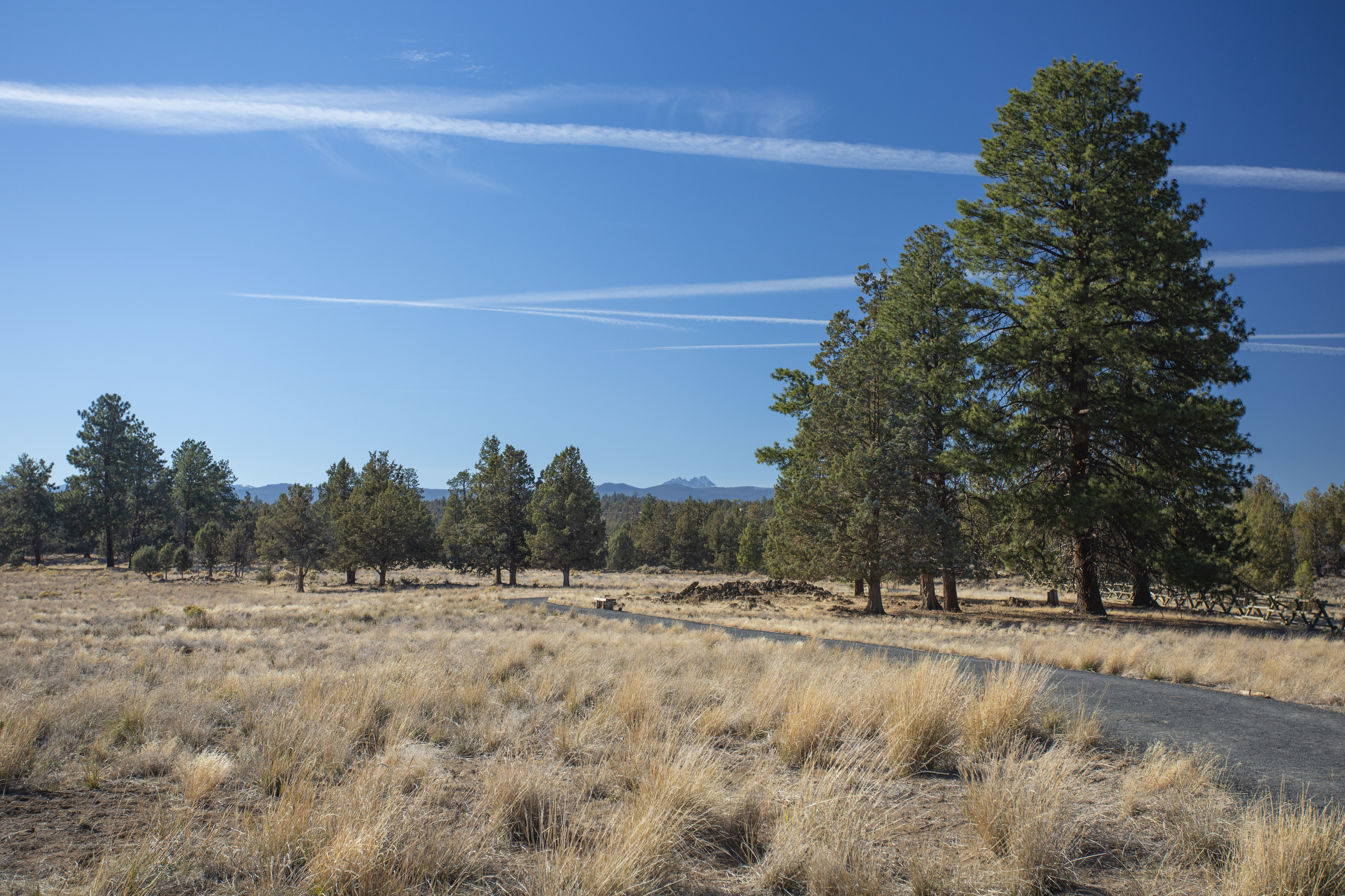 View of the trail and nature in Riley Ranch