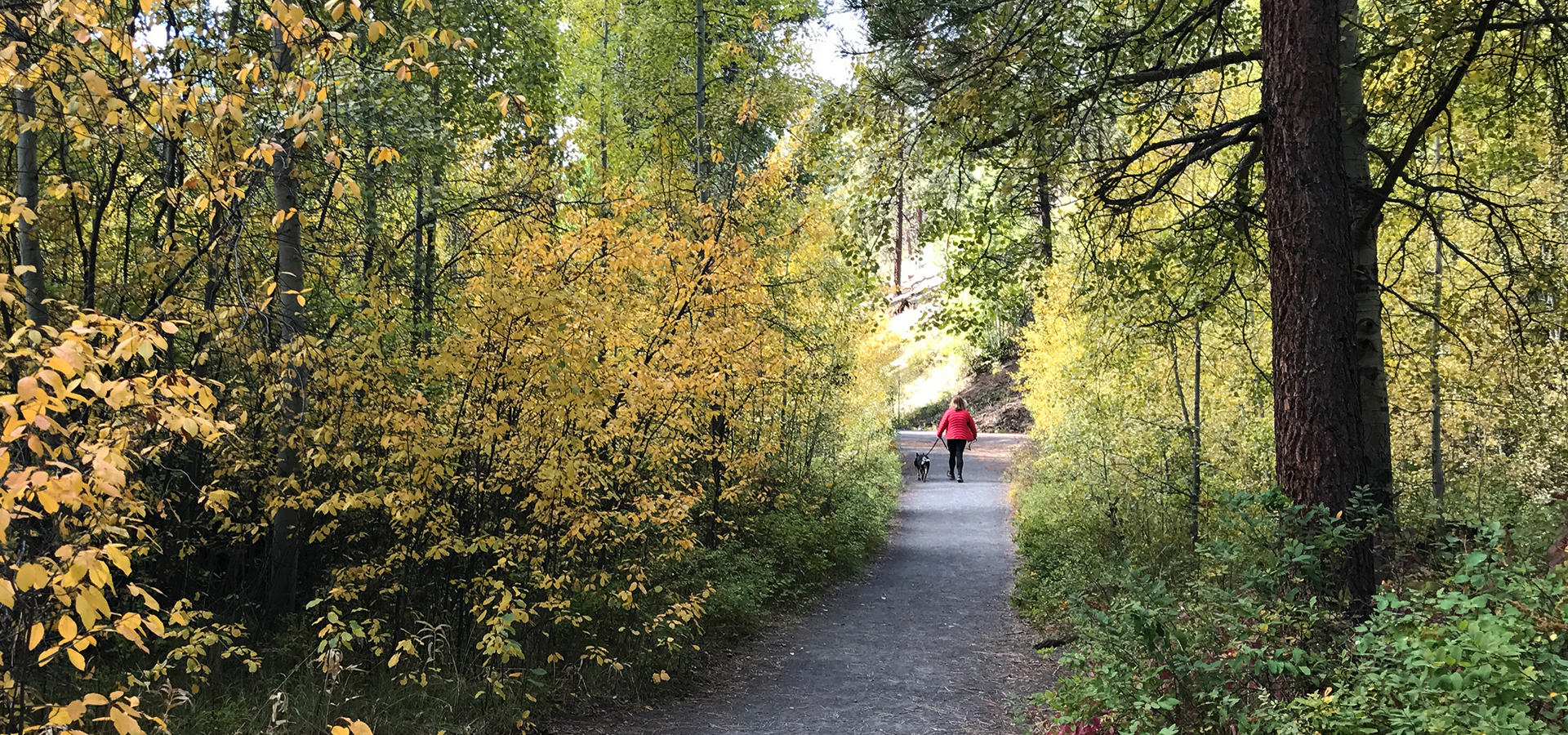 A soft-surface trail running through aspen trees in Shevlin Park.