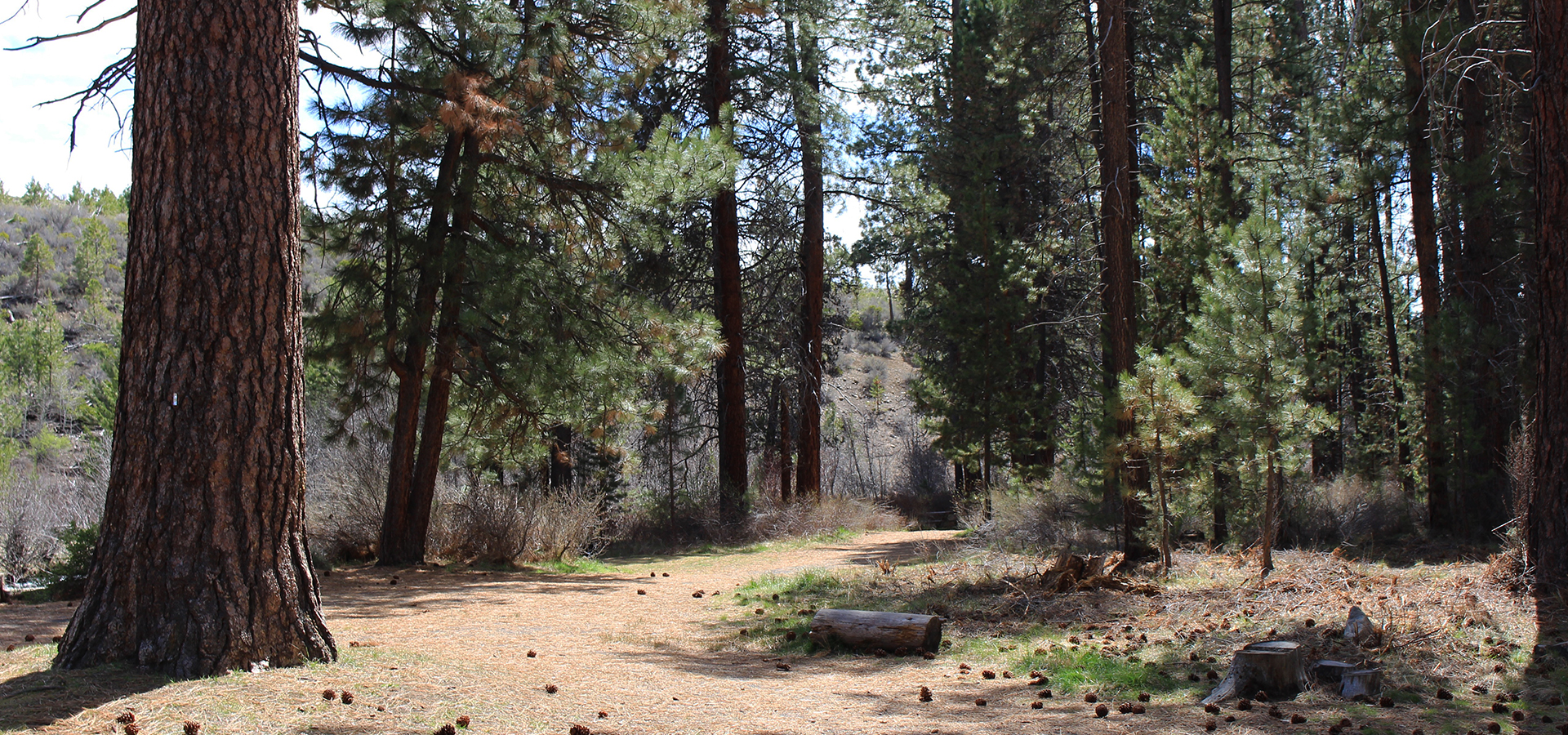 A dirt trail running through Shevlin Park.