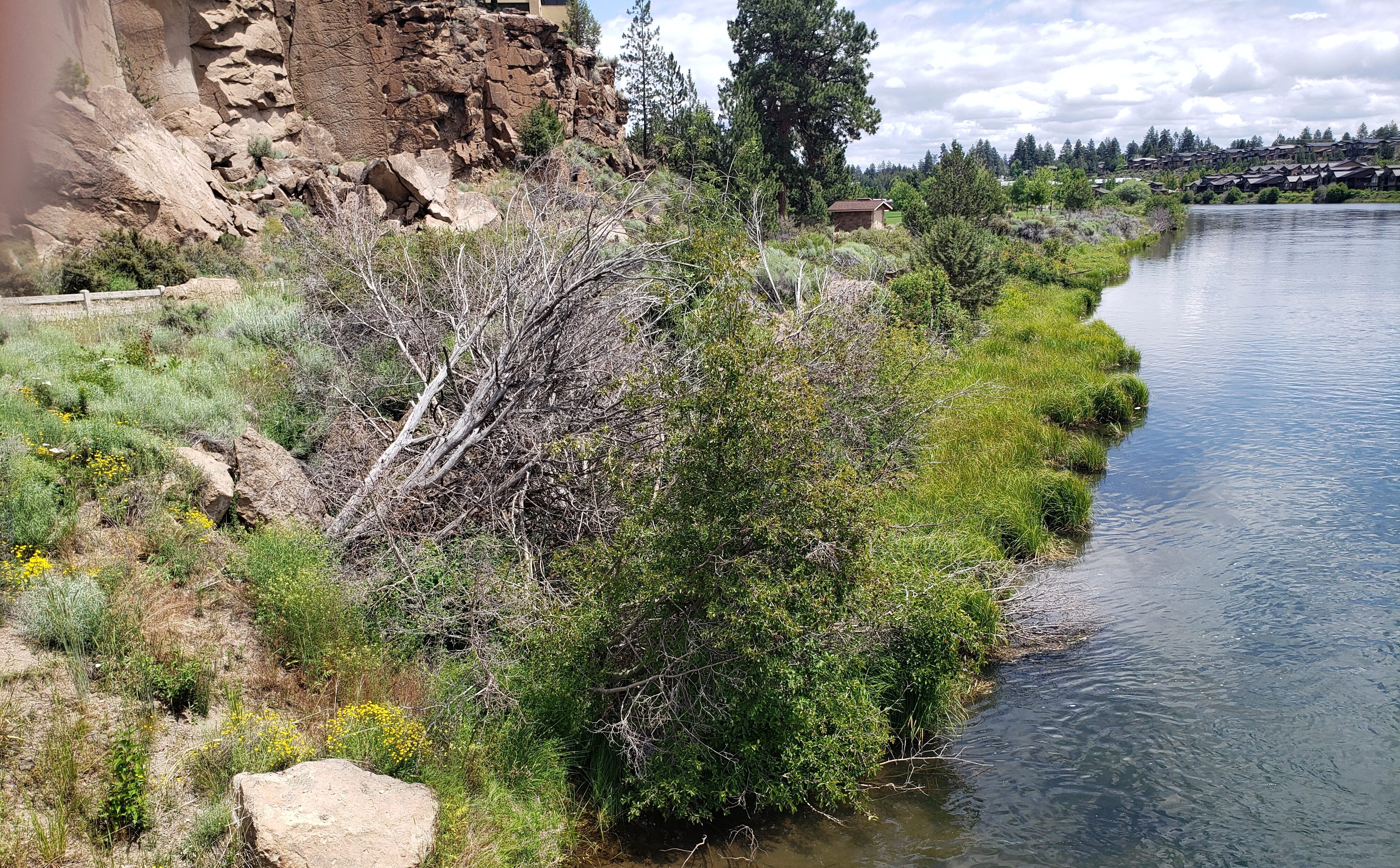 Image of the Deschutes River bank in Farewell Bend Park along the Deschutes River Trail.