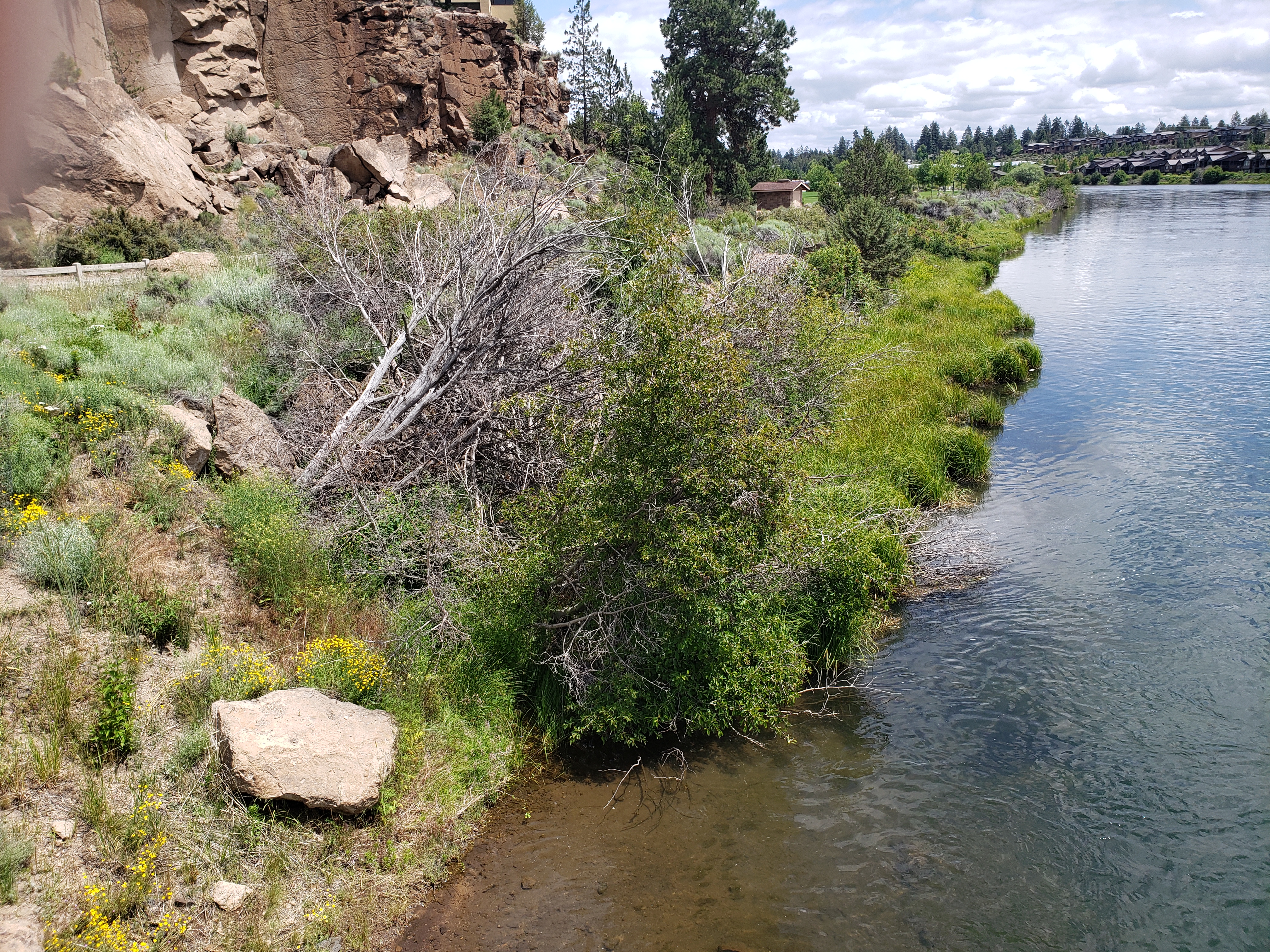 Image of the Deschutes River bank in Farewell Bend Park along the Deschutes River Trail.