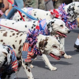 Dalmations at Pet Parade