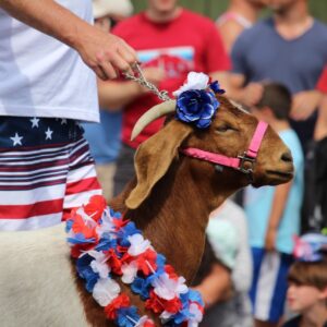 goat at pet parade