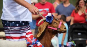 Goat at pet parade