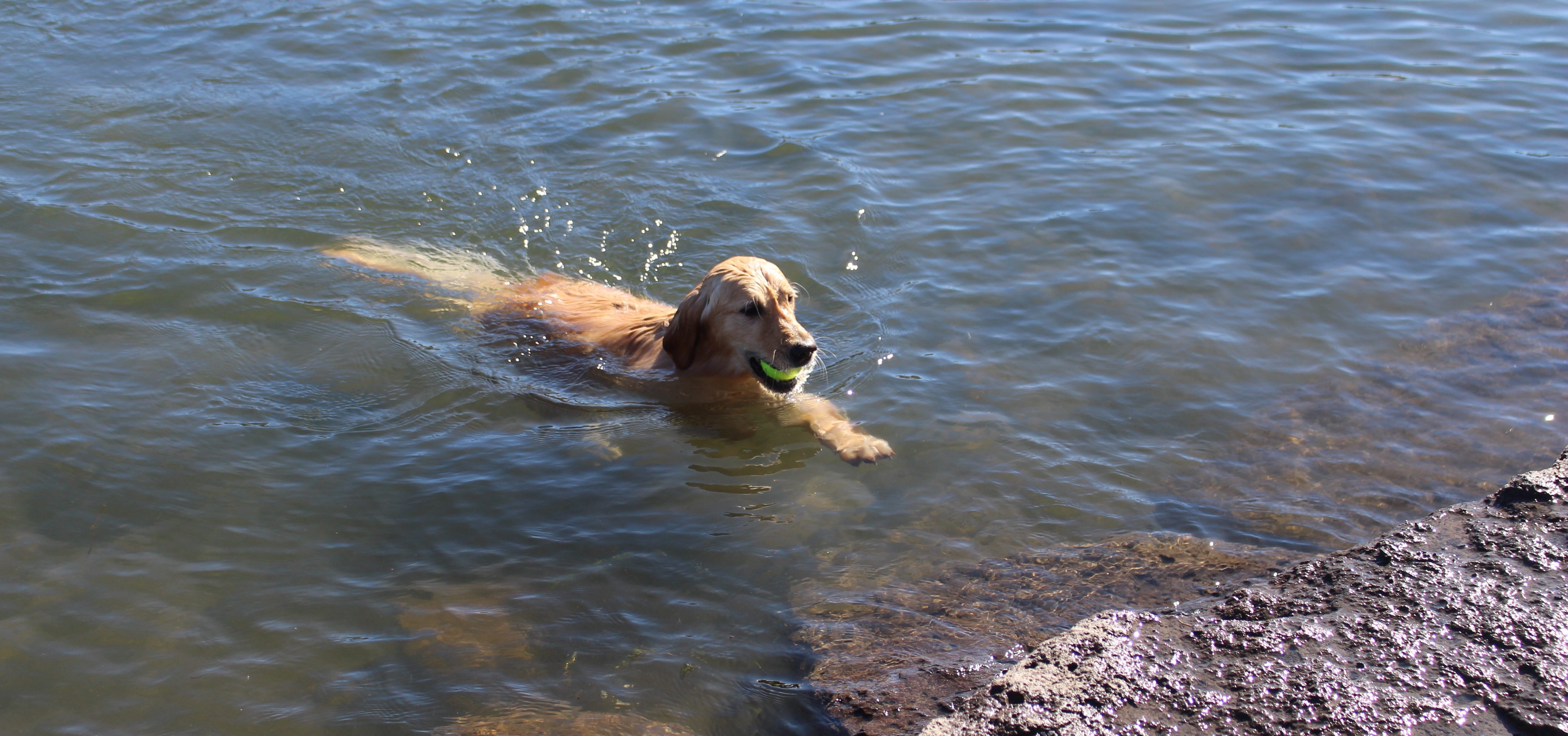 Image of dog in Deschutes River at Riverbend Park Off-Leash Area.