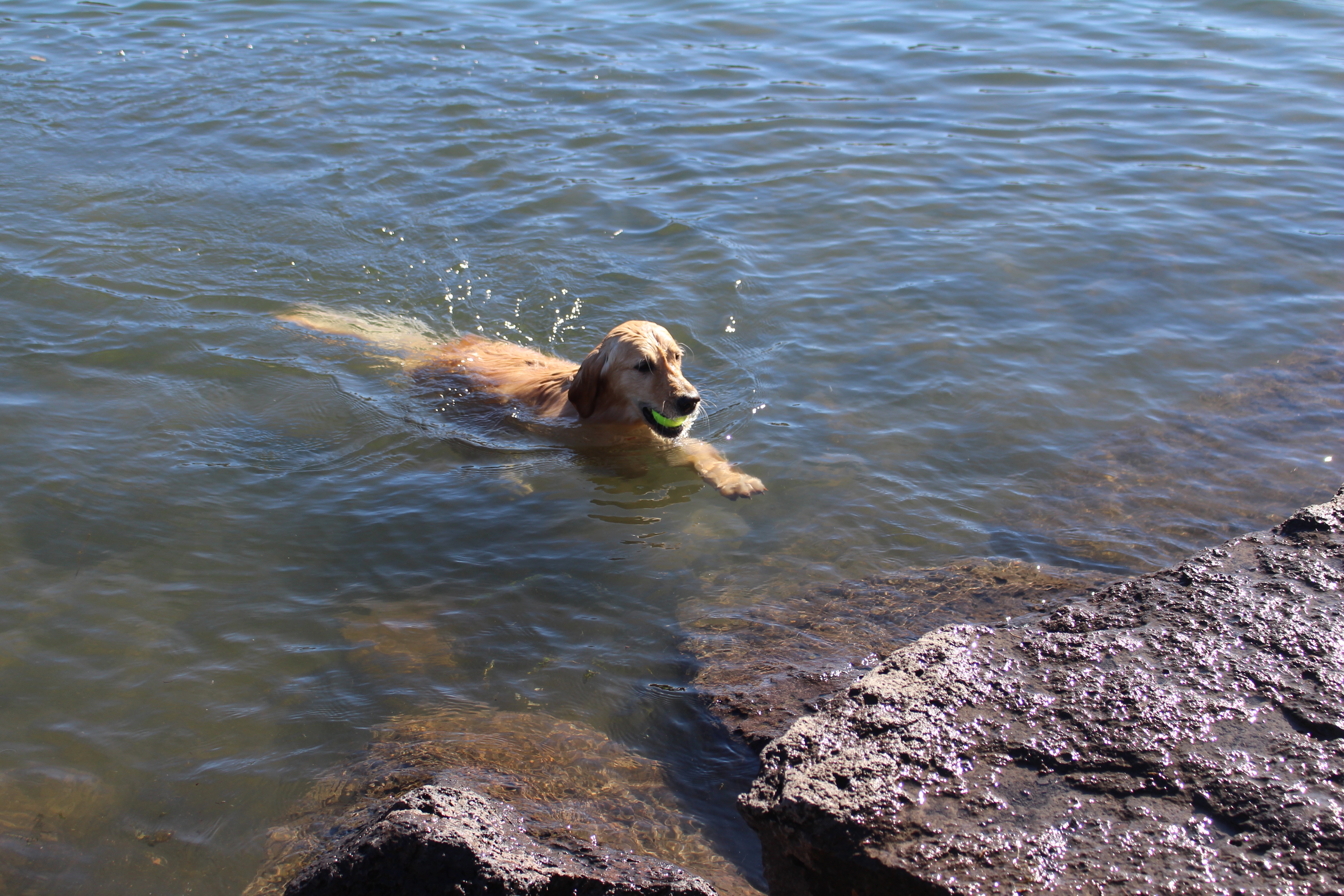 Image of dog in Deschutes River at Riverbend Park Off-Leash Area.