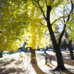 Sun shining through golden maples in Drake Park