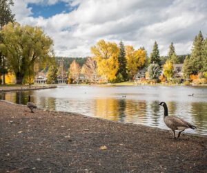 Canada Geese next to Mirror Pond in Drake Park