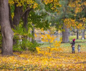 Yellow leaves in Drake Park