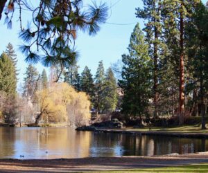 Willow tree in Drake Park