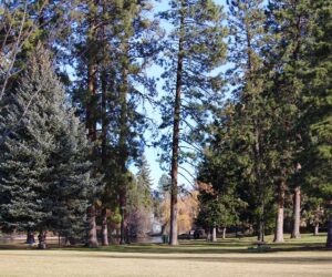 Tall trees in Drake Park