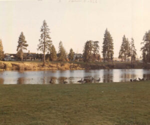 Canada Geese in Drake Park - 1967