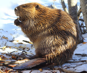beaver eating bark