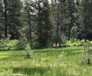 Freemont Meadow in Shevlin Park