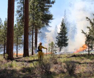 Forester watching prescribed fire in Shevlin Park