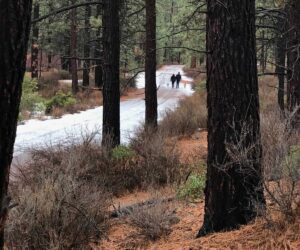 People walking the road in Shevlin Park