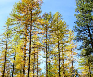 Larch trees in fall