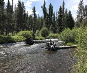 Tumalo Creek in Shevlin Park