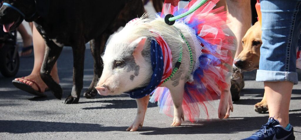 a pig dressed in a red white and blue tutu