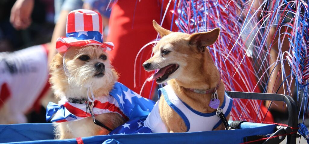 two little dogs decked out for the fourth of july