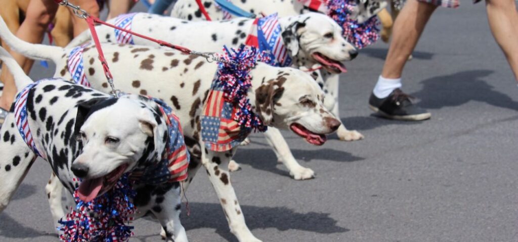 Dalmatians dressed for the fourth of july