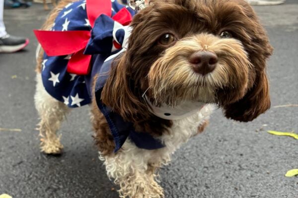Small fluffy dog with decorations walks in the parade