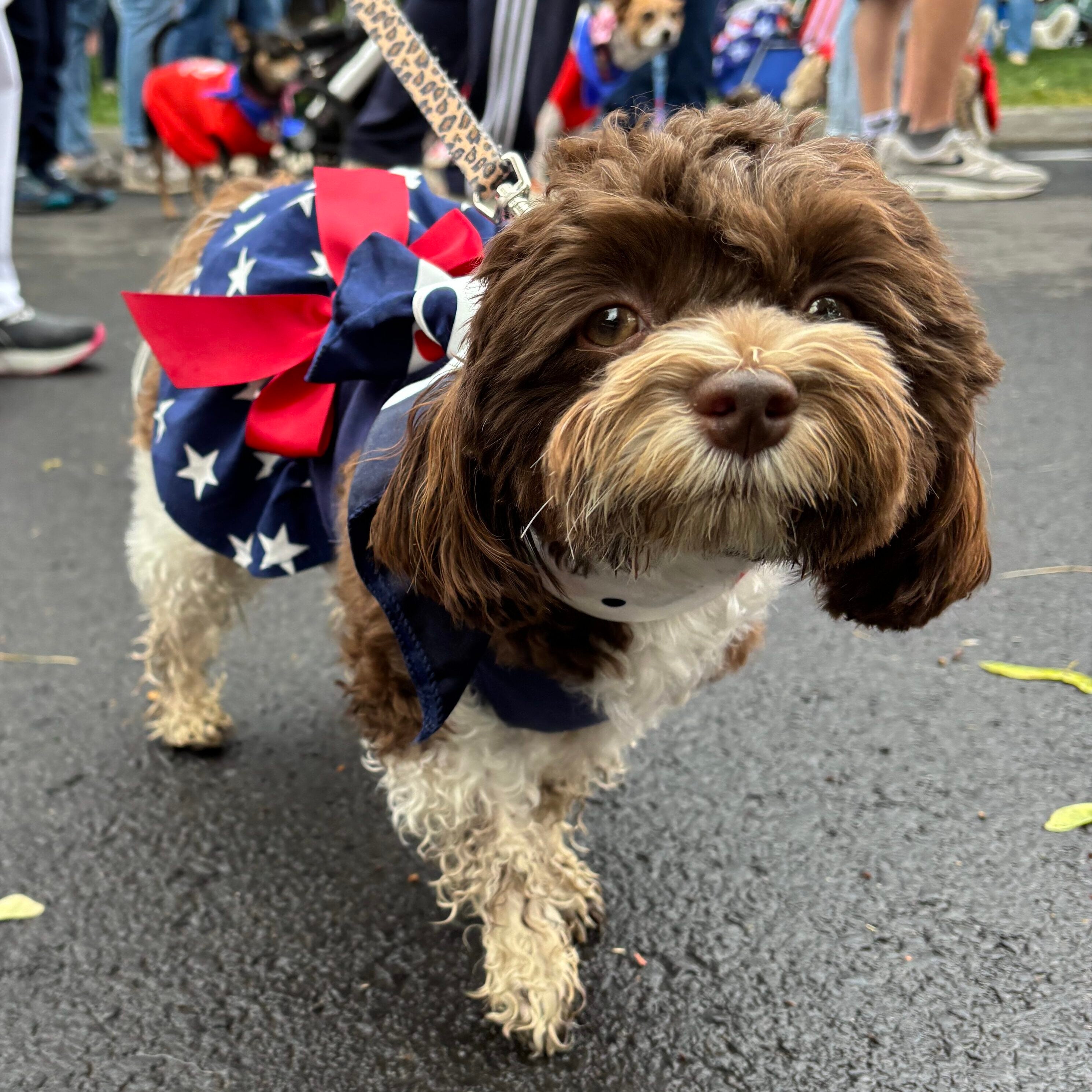 Small fluffy dog with decorations walks in the parade