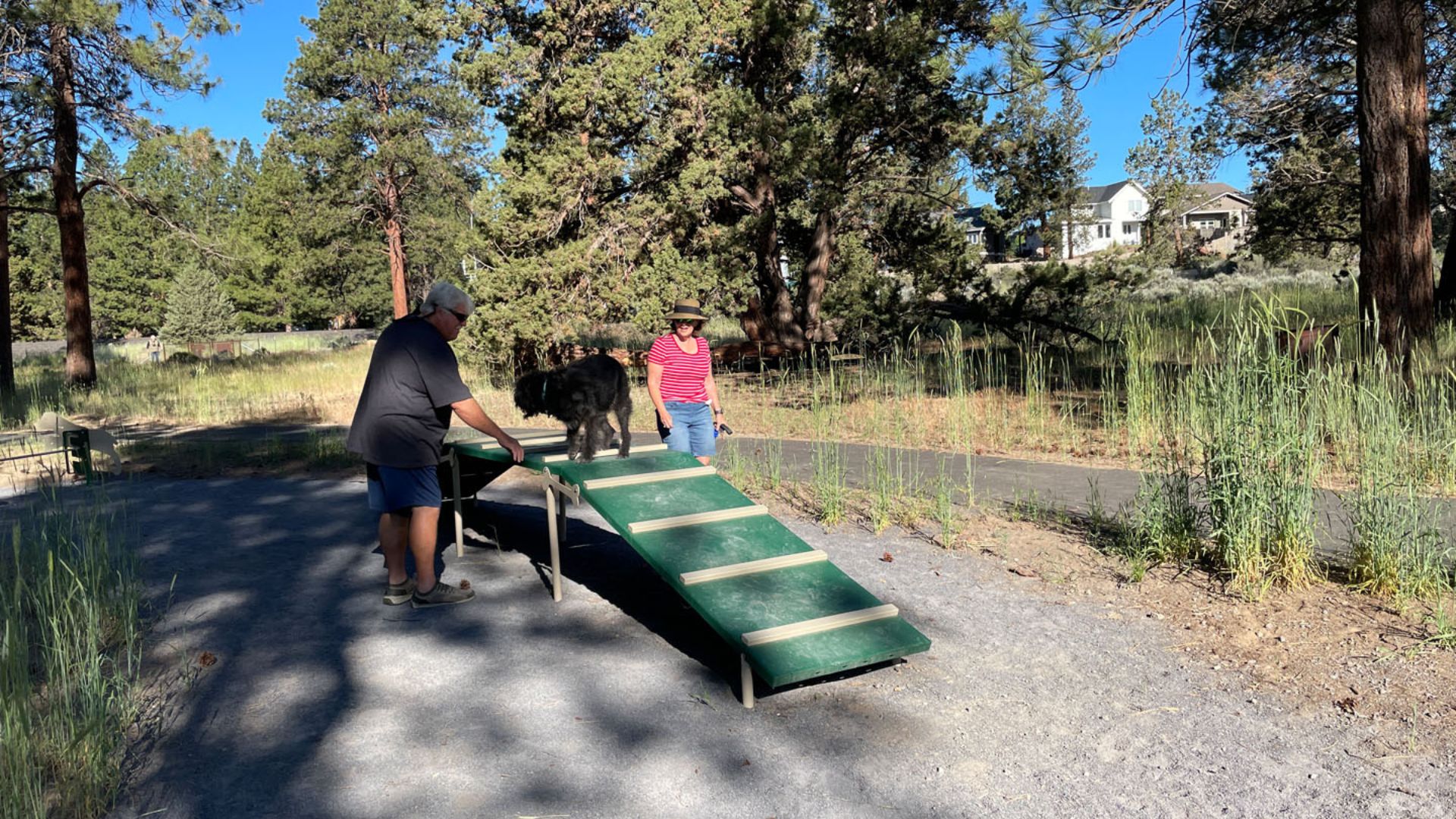 a dog using the alpenglow park agility course