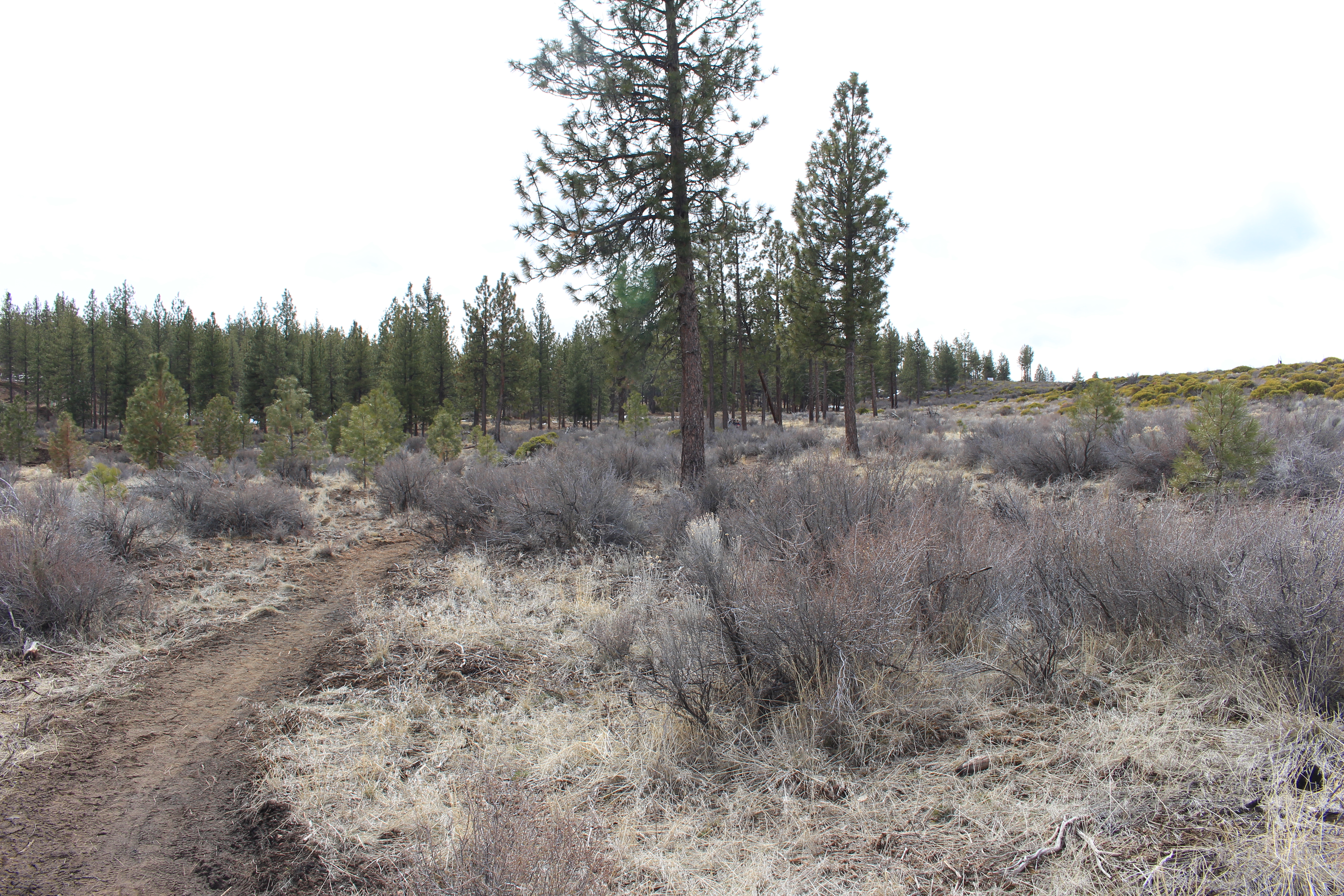 New Shevlin West park site interior view with trail