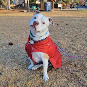 large terrier sitting in park with coat and leash on