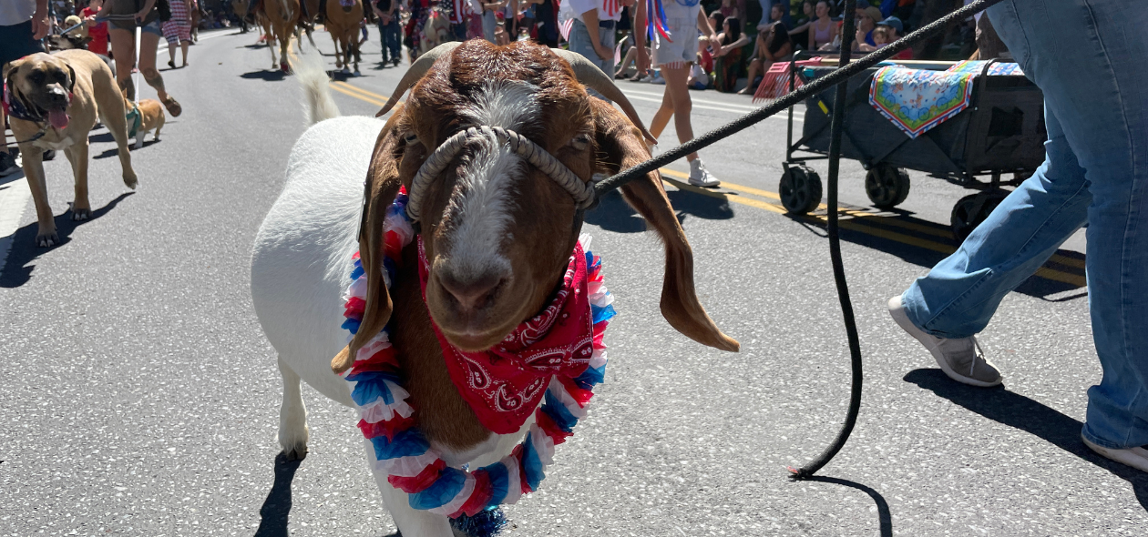 a patriotic goat looking at the camera as it marches the parade route