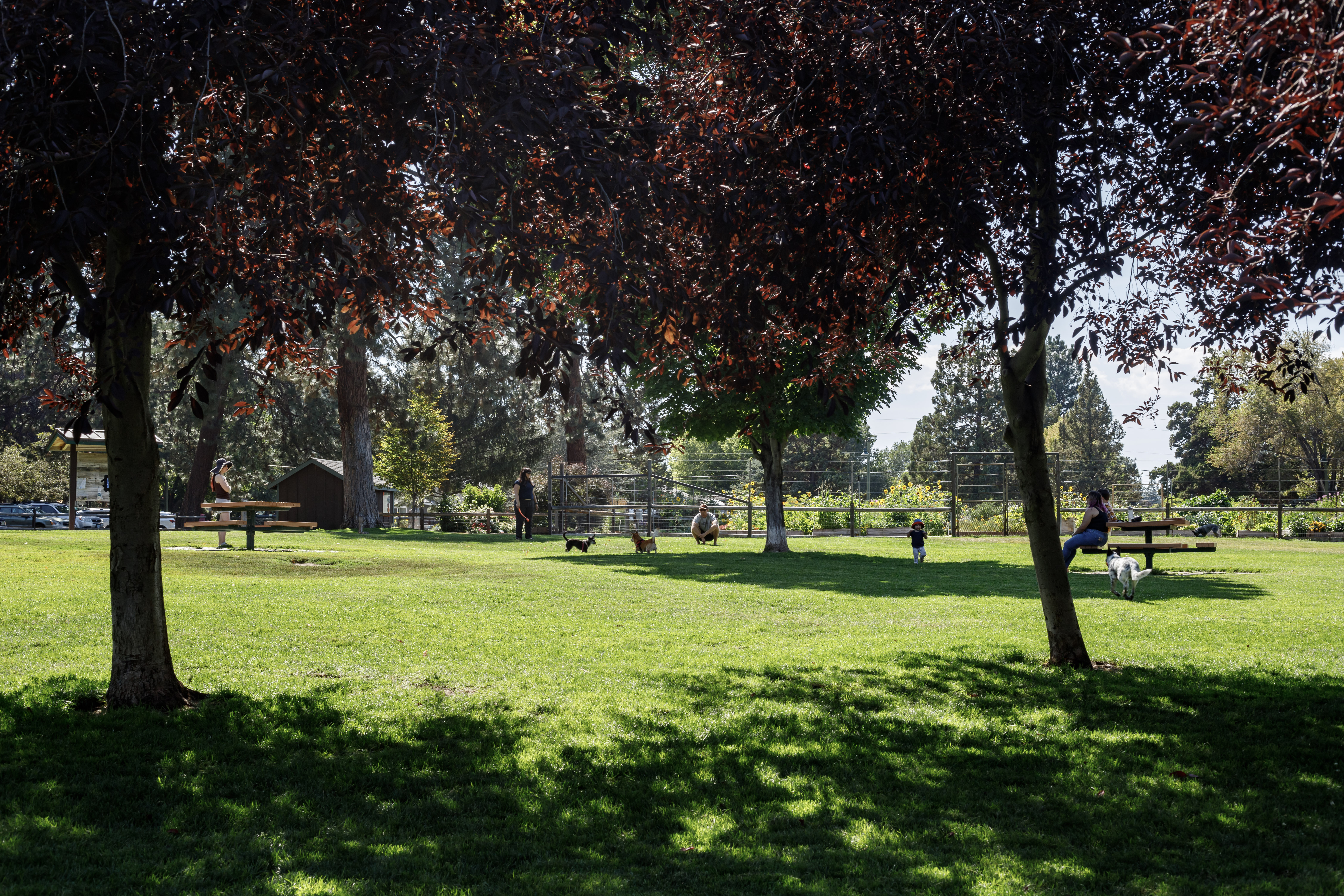 Off leash area at Hollinshead Park
