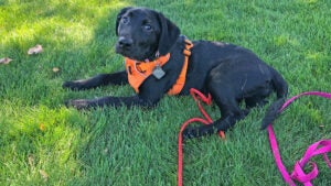 A black dog on leash enjoys the shady grass at a BPRD park.