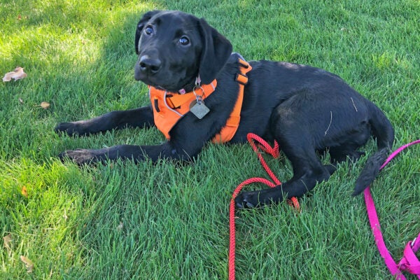 A black dog on leash enjoys the shady grass at a BPRD park.