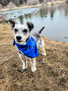Image of a small dog in a park on a leash, sporting a blue Play for Life bandana.