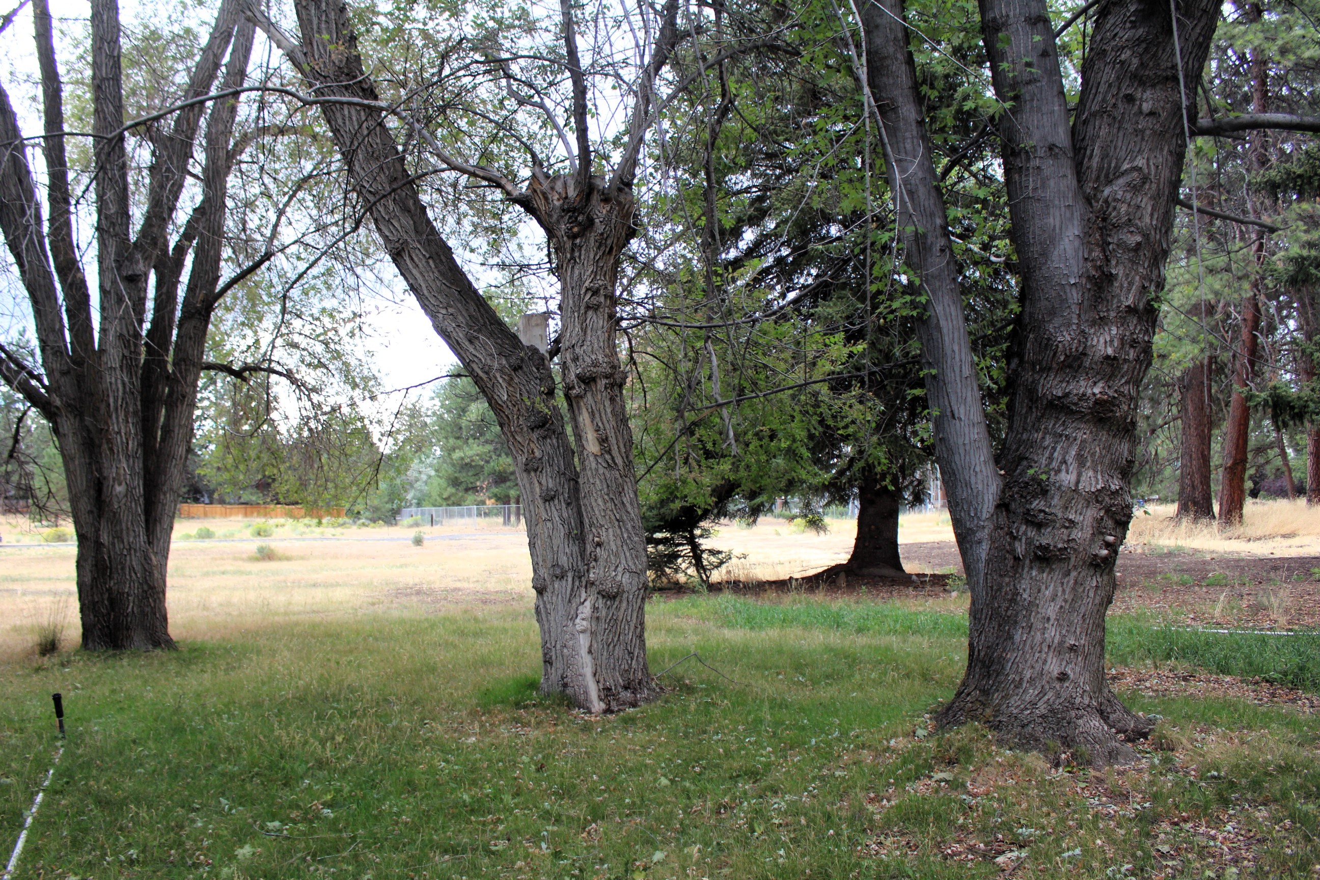 Mature trees on the Reed Lane park site